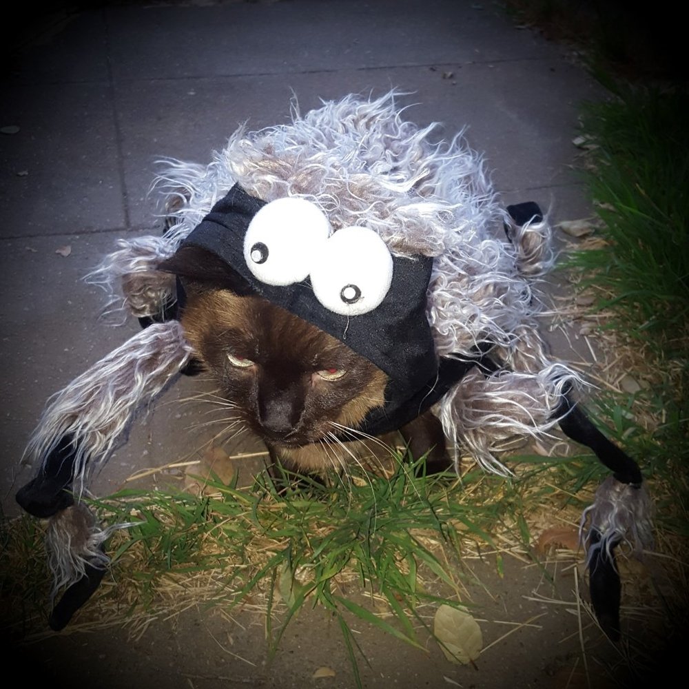 Meet your Posher, Sally